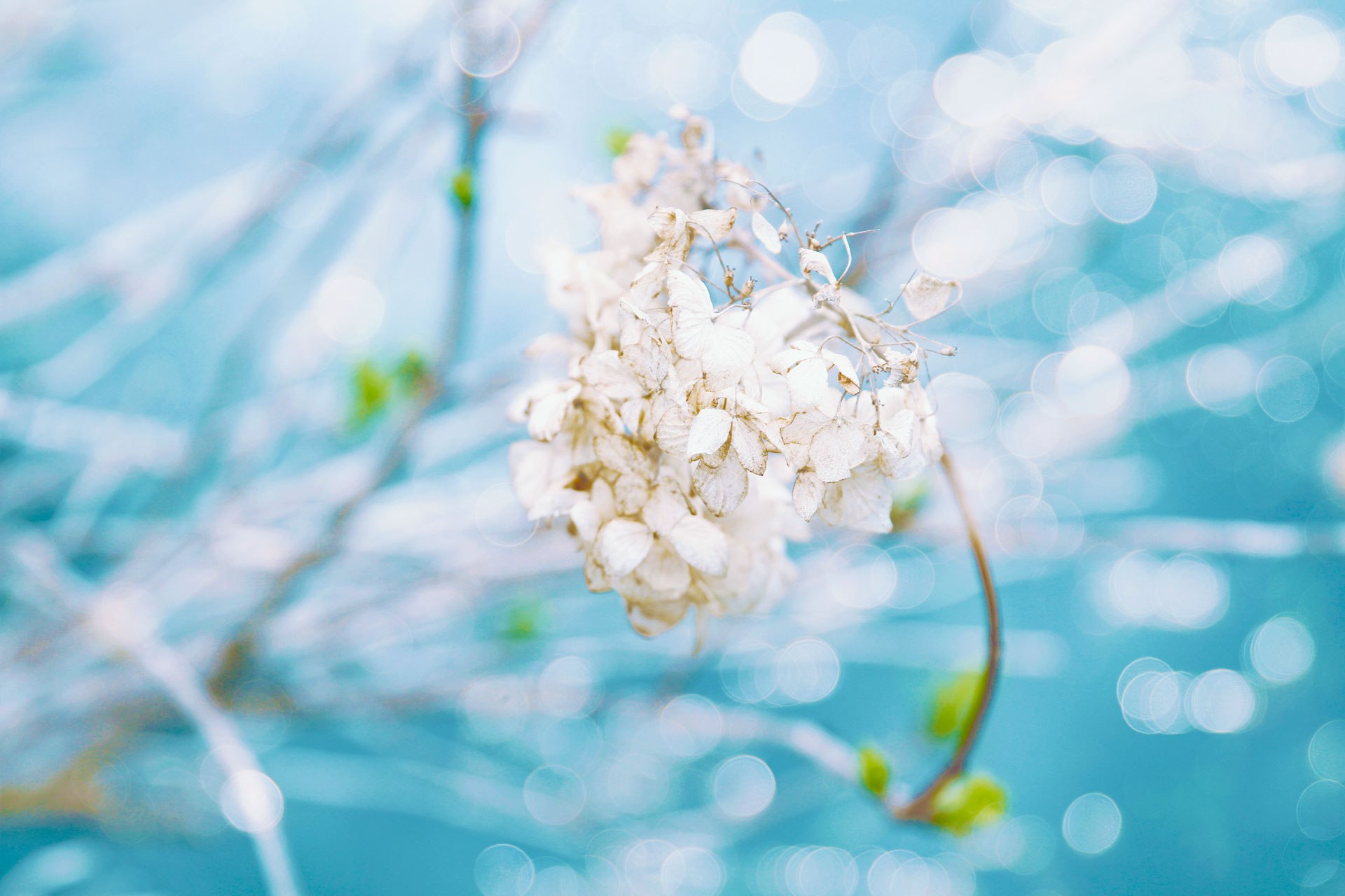 お借りしているCCとmod/よく使うチート お借りしているCCとmod/よく使うチート